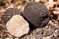 What Is a Truffle?: A Comprehensive Guide to Truffles, Their Derivatives & Storage